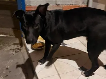 Cachorro raça SRD-ViraLata idade 2 a 6 meses nome Nino