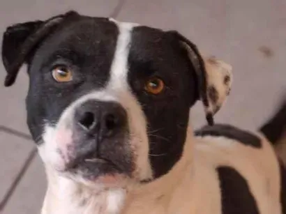 Cachorro raça SRD-ViraLata idade 5 anos nome Zeus