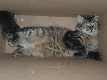 Gato raça SRD-ViraLata idade 7 a 11 meses nome Dilinha