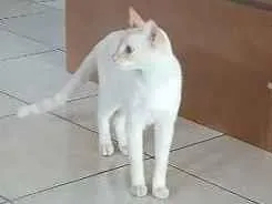 Gato raça SRD-ViraLata idade 2 a 6 meses nome luan