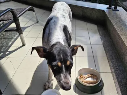 Cachorro raça SRD-ViraLata idade 6 ou mais anos nome Ana