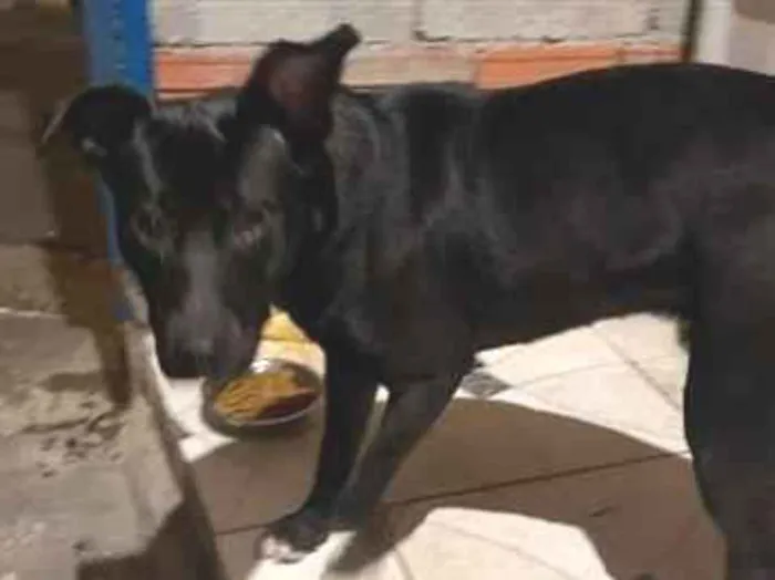 Cachorro raça SRD-ViraLata idade 2 a 6 meses nome Nino