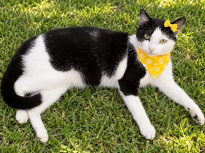 Gato raça SRD-ViraLata idade 7 a 11 meses nome Mimosa