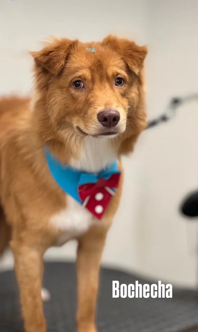 Cachorro raça SRD-ViraLata idade 1 ano nome Buchecha