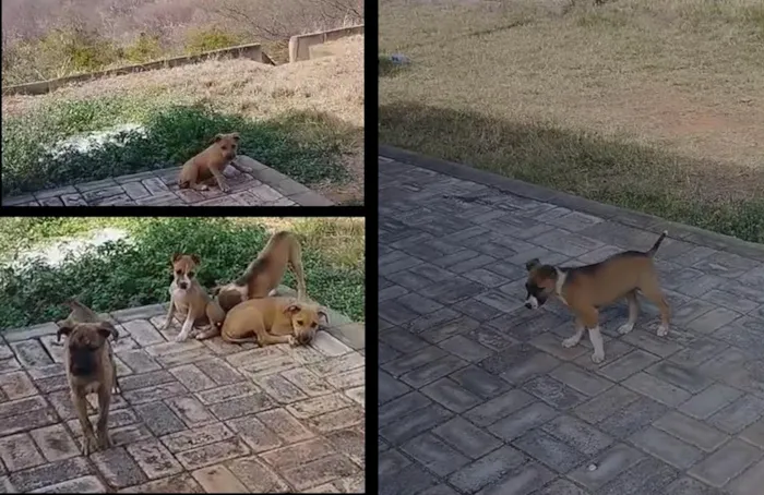 Cachorro raça SRD-ViraLata idade 2 a 6 meses nome Cadelinhas 