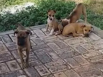Cachorro raça SRD-ViraLata idade 2 a 6 meses nome Cadelinhas 