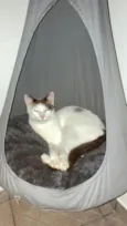 Simba