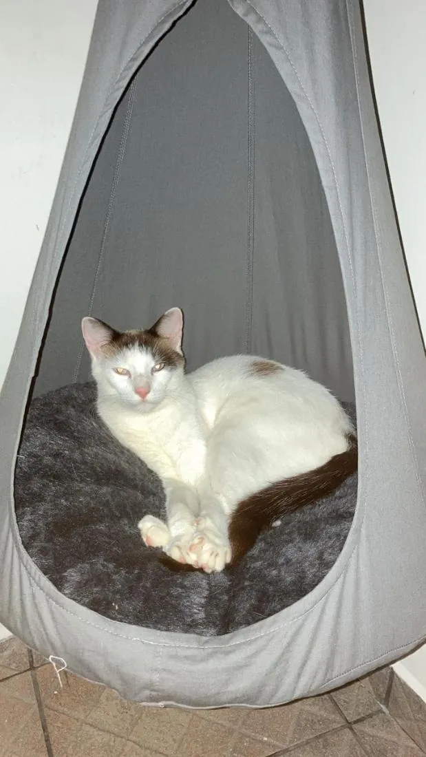 Gato raça SRD-ViraLata idade 6 ou mais anos nome Simba