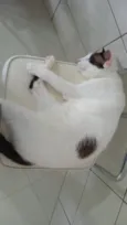 Simba