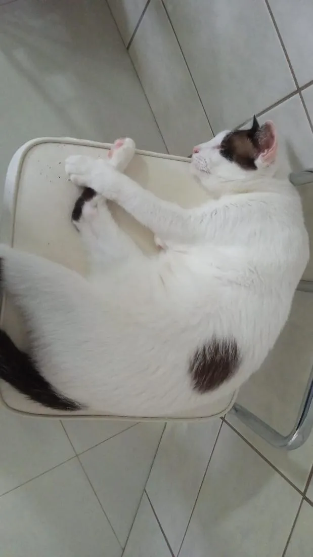 Gato raça SRD-ViraLata idade 6 ou mais anos nome Simba