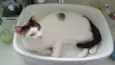 Simba