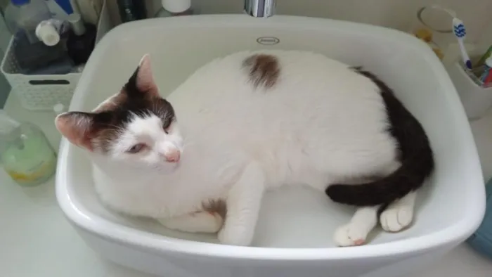 Gato raça SRD-ViraLata idade 6 ou mais anos nome Simba