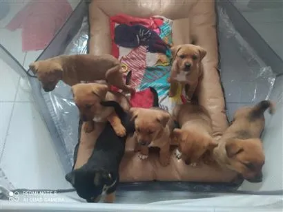 Cachorro raça SRD-ViraLata idade Abaixo de 2 meses nome Sem nome 