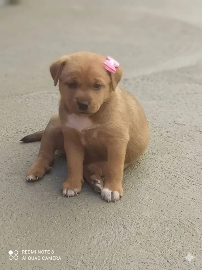 Cachorro raça SRD-ViraLata idade Abaixo de 2 meses nome Sem nome 