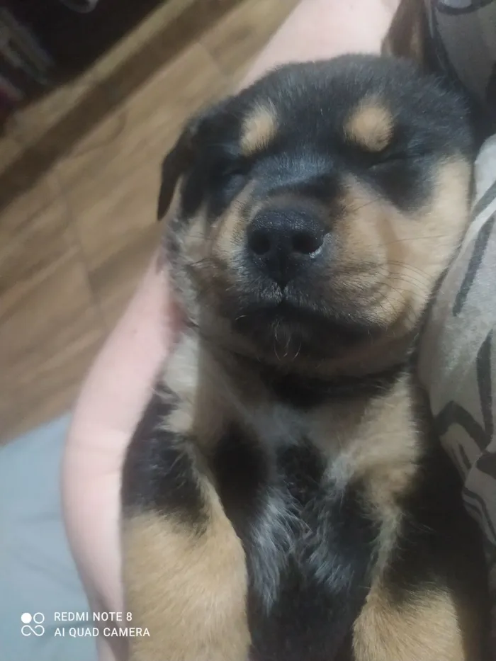 Cachorro raça SRD-ViraLata idade Abaixo de 2 meses nome Sem nome 