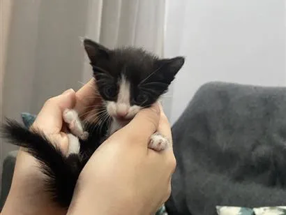 Gato raça SRD-ViraLata idade Abaixo de 2 meses nome Frajola