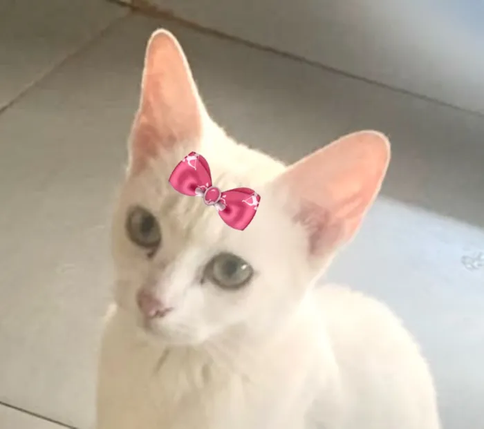 Gato raça SRD-ViraLata idade 2 a 6 meses nome Luna