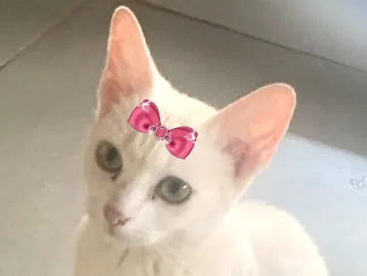 Gato raça SRD-ViraLata idade 2 a 6 meses nome Luna