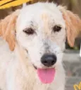 Zé Bob