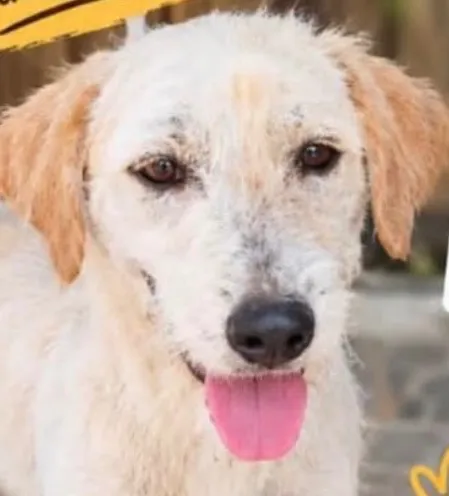 Cachorro raça SRD-ViraLata idade 7 a 11 meses nome Zé Bob