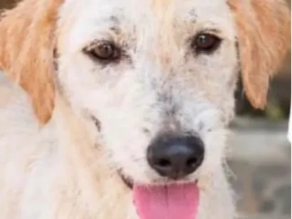 Cachorro raça SRD-ViraLata idade 7 a 11 meses nome Zé Bob