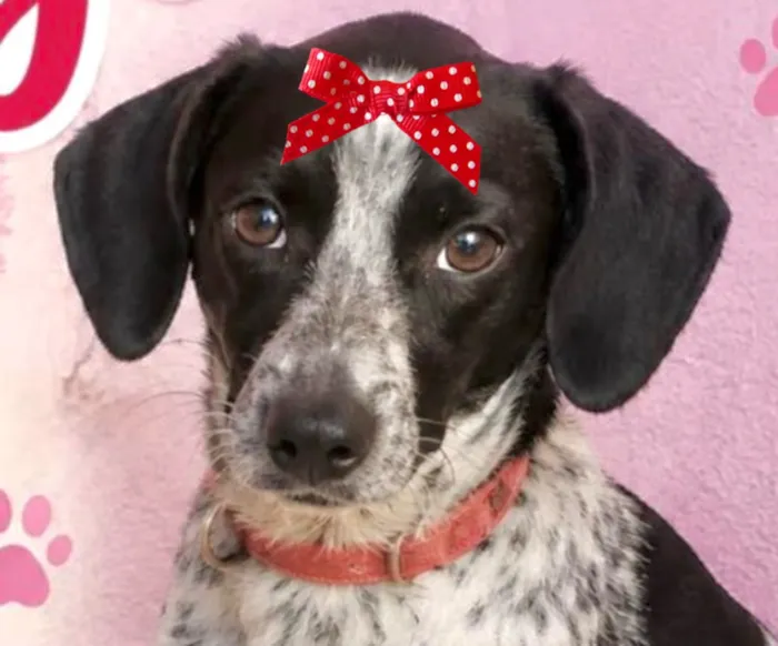 Cachorro raça SRD-ViraLata idade 7 a 11 meses nome Maya