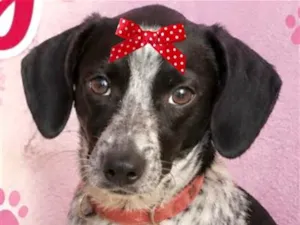 Cachorro raça SRD-ViraLata idade 7 a 11 meses nome Maya