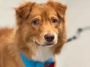 Cachorro raça SRD-ViraLata idade 1 ano nome Buchecha