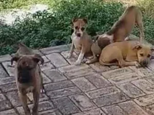 Cachorro raça SRD-ViraLata idade 2 a 6 meses nome Cadelinhas 