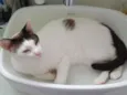 Simba