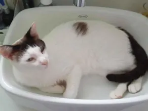 Gato raça SRD-ViraLata idade 6 ou mais anos nome Simba