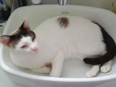 Gato raça SRD-ViraLata idade 6 ou mais anos nome Simba