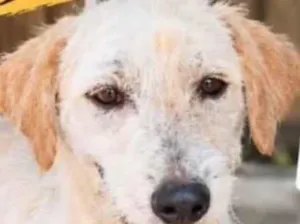 Cachorro raça SRD-ViraLata idade 7 a 11 meses nome Zé Bob