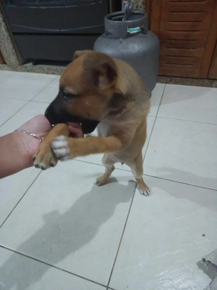 Cachorro raça SRD-ViraLata idade 2 a 6 meses nome zara