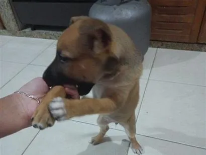 Cachorro raça SRD-ViraLata idade 2 a 6 meses nome zara