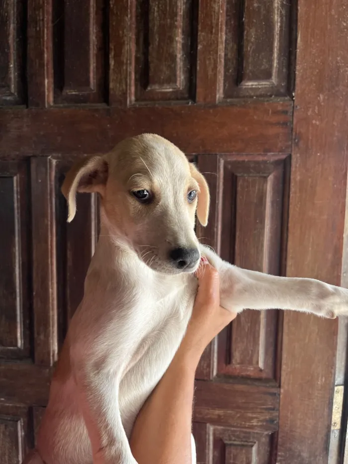 Cachorro raça SRD-ViraLata idade 2 a 6 meses nome Sem nome