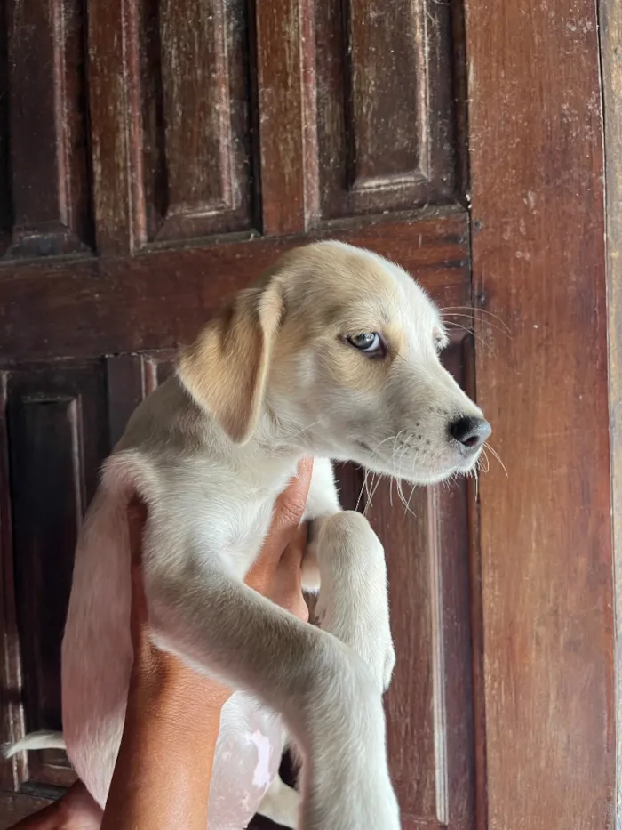 Cachorro raça SRD-ViraLata idade 2 a 6 meses nome Sem nome