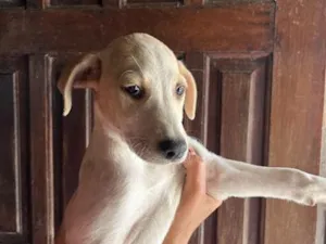 Cachorro raça SRD-ViraLata idade 2 a 6 meses nome Sem nome