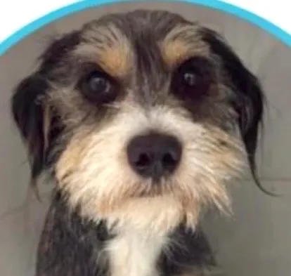 Cachorro raça SRD-ViraLata idade 1 ano nome Manguito