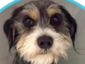 Cachorro raça SRD-ViraLata idade 1 ano nome Manguito