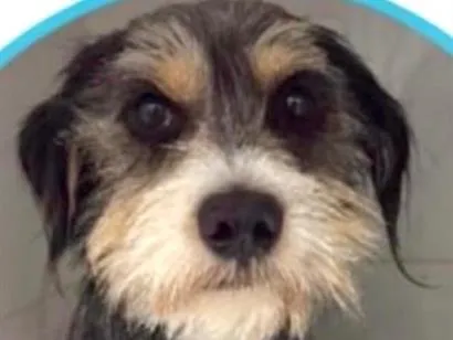 Cachorro raça SRD-ViraLata idade 1 ano nome Manguito