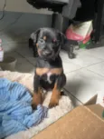 Mel
