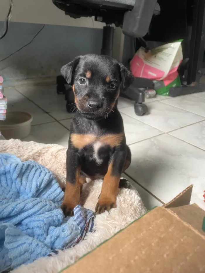 Cachorro raça SRD-ViraLata idade 2 a 6 meses nome Mel