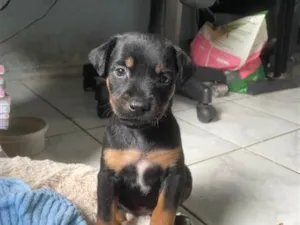 Cachorro raça SRD-ViraLata idade 2 a 6 meses nome Mel