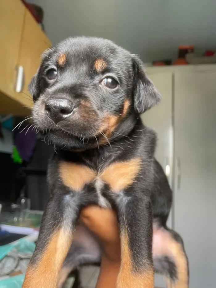 Cachorro raça SRD-ViraLata idade 2 a 6 meses nome Mel