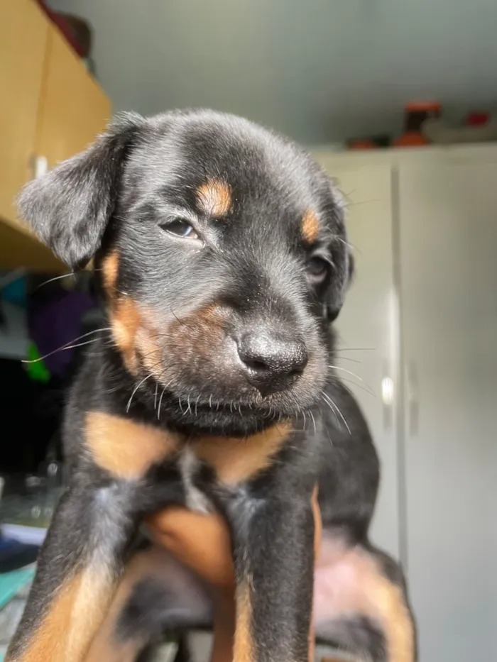Cachorro raça SRD-ViraLata idade 2 a 6 meses nome Mel
