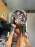Mel