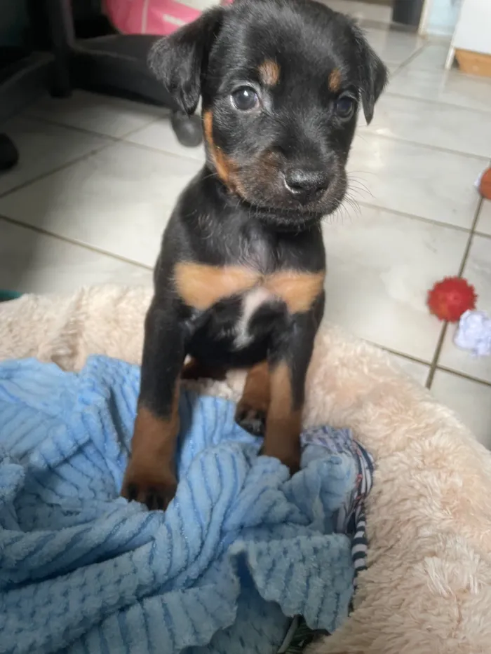 Cachorro raça SRD-ViraLata idade 2 a 6 meses nome Mel