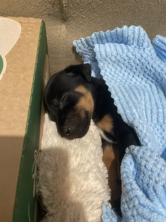 Cachorro raça SRD-ViraLata idade 2 a 6 meses nome Mel