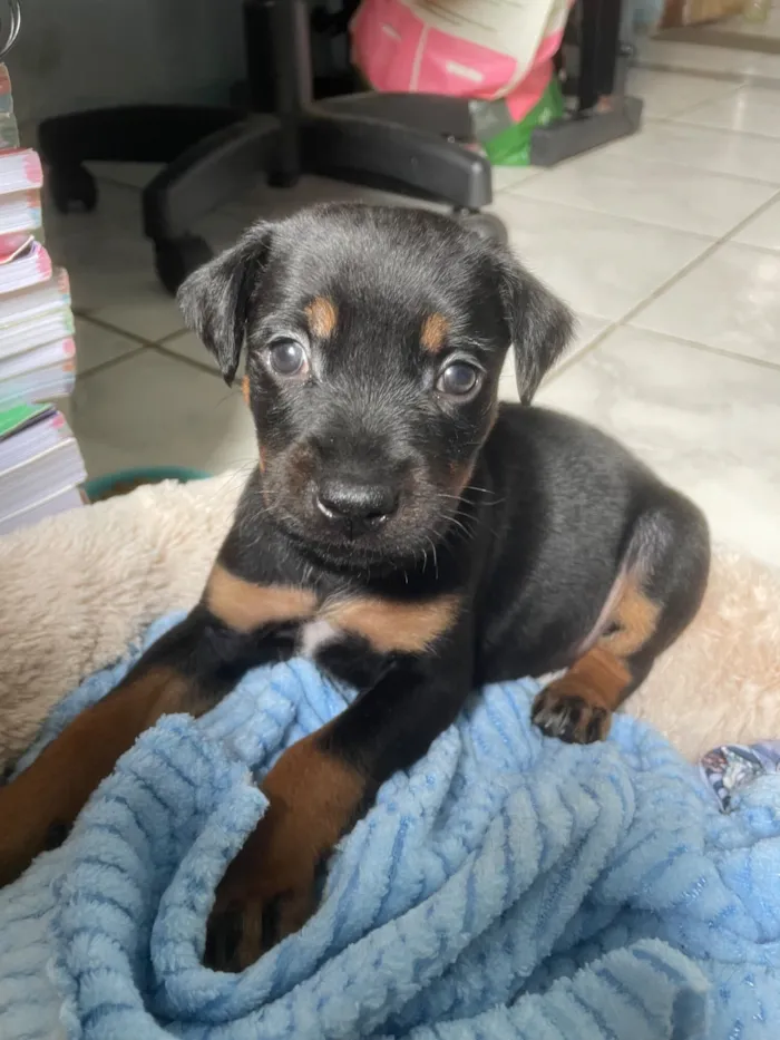 Cachorro raça SRD-ViraLata idade 2 a 6 meses nome Mel